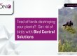 Pigeono-Tired-of-birds-destroying-your-plants-Get-rid-of-birds-with-Bird-Control-Solutions