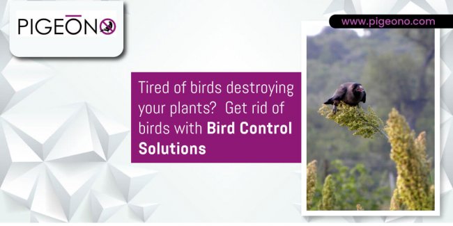 Pigeono-Tired-of-birds-destroying-your-plants-Get-rid-of-birds-with-Bird-Control-Solutions Pigeono-Tired-of-birds-destroying-your-plants-Get-rid-of-birds-with-Bird-Control-Solutions
